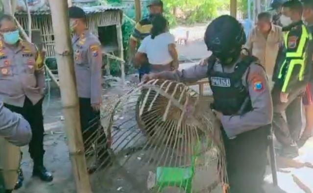 POLISI GREBEK ARENA SABUNG AYAM DI NUNUKAN MELANGGAR PROKES